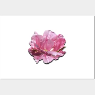 Gorgeous pink peony Posters and Art